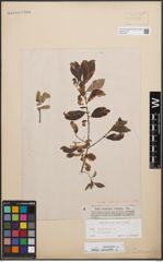 Foto von Salix cinerea L.